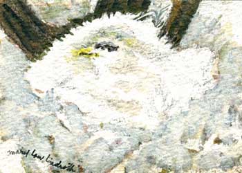 "What's This Fluffy Stuff?" by Mary Lou Lindroth, Rockton IL - Watercolor & Ink